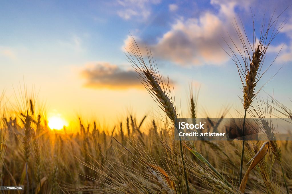 Lever du soleil  - Photo de Plaine - Zone herbeuse libre de droits
