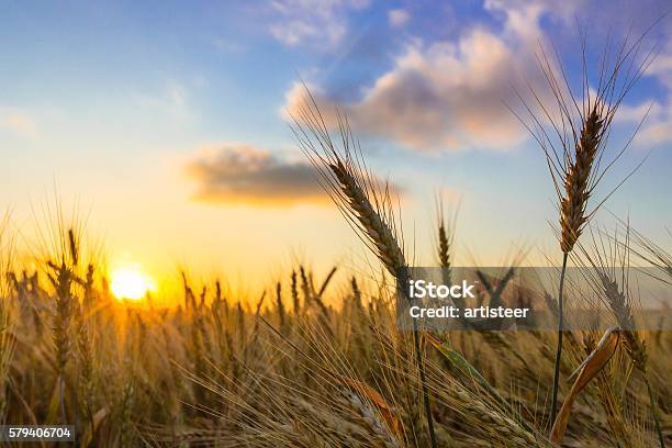 Sunrise - Fotografie stock e altre immagini di Prateria - Zona erbosa - Prateria - Zona erbosa, Aurora, Campo