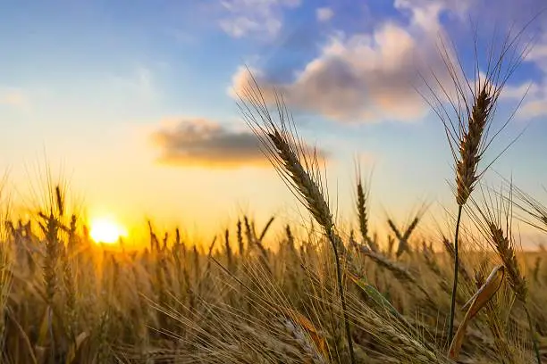 Sun Shining over Golden Barley / Wheat Field at Dawn / Sunset