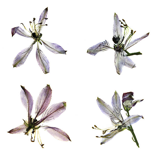 istock delicate royal Aquilegia 579407468