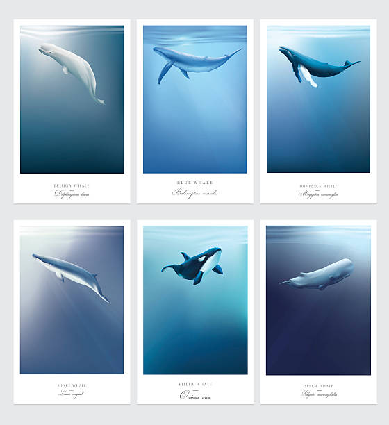 ilustraciones, imágenes clip art, dibujos animados e iconos de stock de plantillas de tarjetas con ballenas nadando bajo el océano azul - beluga whale