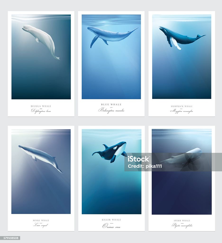 Modèles de cartes avec des baleines nageant sous l’océan bleu - clipart vectoriel de Baleine libre de droits