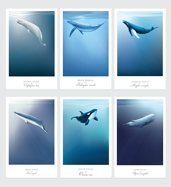Card templates with whales swimming under the blue ocean Card templates with whales swimming under the blue ocean surface vector illustrations. Beluga, Orca, Blue whale, Sperm whale, Minke, Humpback marine mammals orca underwater stock illustrations