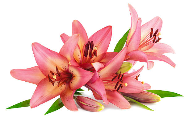 istock pink lily flower isolated on white background 579409086