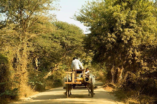 mann fährt bullockcart, myanmar, asien - tumbrel stock-fotos und bilder