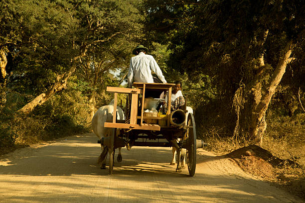 mężczyzna prowadzący wózek bullock, myanmar, azja - tumbrel zdjęcia i obrazy z banku zdjęć