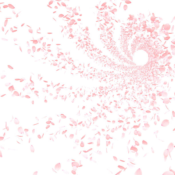 istock Pink Flower Petals, Cherry Blossoms 579409704