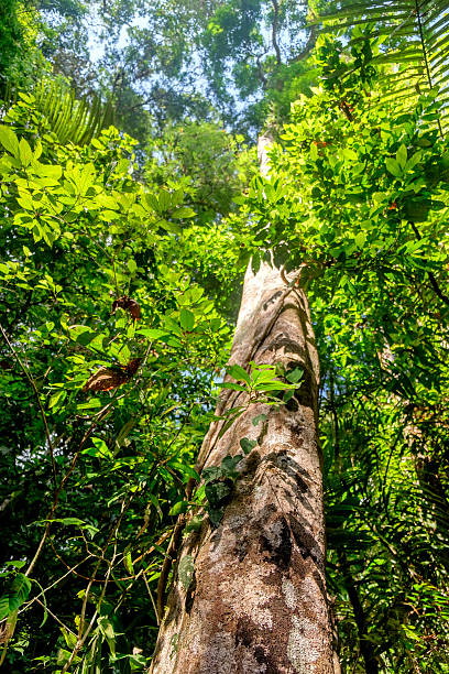 istock Tall and big tree of Dipterocarpus, Thailand. 579409952