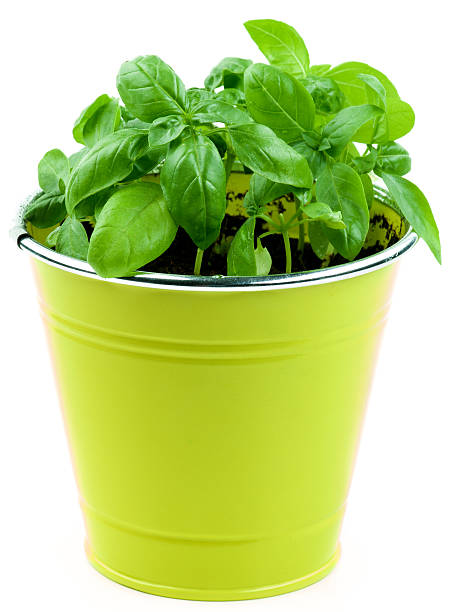 Fresh Green Basil