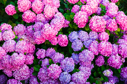groups of hydrangea blossom with vibrant colors.
