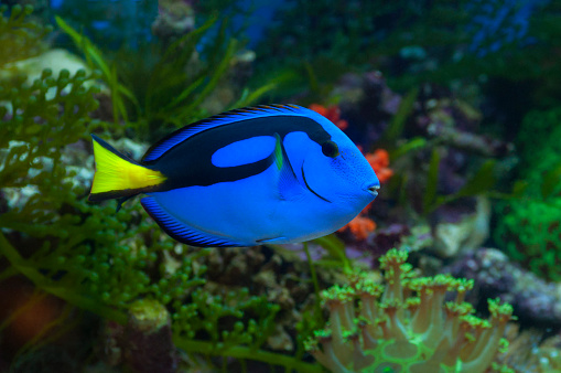 Macro close up of Regal blue tang marine fish, palette surgeonfish, paracanthurus hepatus