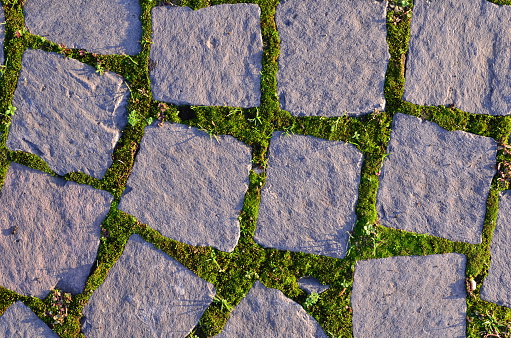 Overhead shot of coblestone pavement with green moss between tiles.
