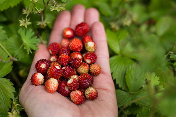 istock Hands full of wild strawberries 579413056