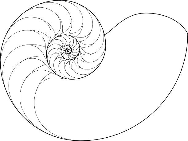 Nautilus (Logarithmic spiral drawing) Line drawing of a nautilus (a pelagic marine mollusc of the cephalopod family Nautilidae). The animals shell is shaped as a logarithmic spiral. The illustration shows the inside with its chambers. nautilus design stock illustrations