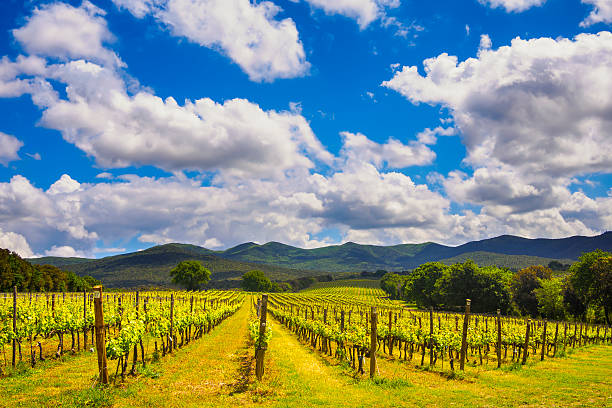 bolgheri vineyard y hills.   maremma toscana, italia  - sun sunlight italy florence italy fotografías e imágenes de stock