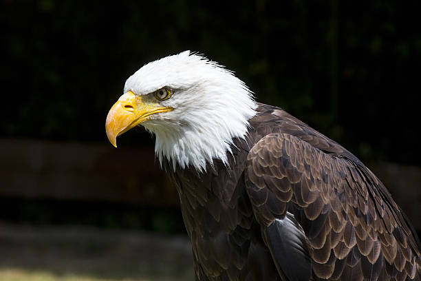 istock Beautiful north american bald eagle 579416024