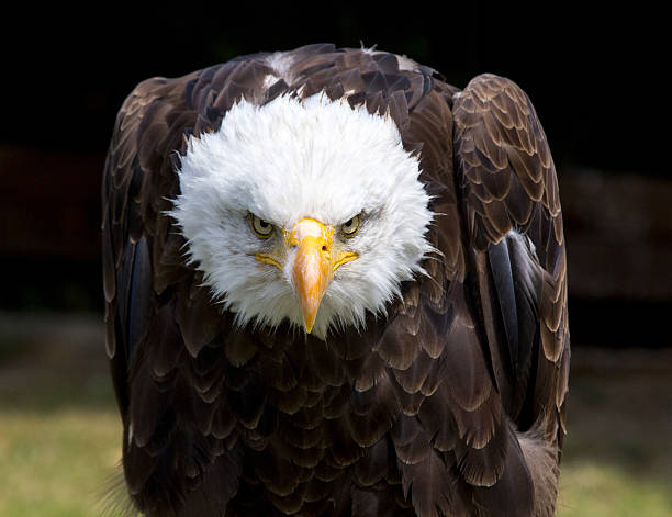 piękny północnoamerykański łysy orzeł - usa animal bald eagle bird zdjęcia i obrazy z banku zdjęć