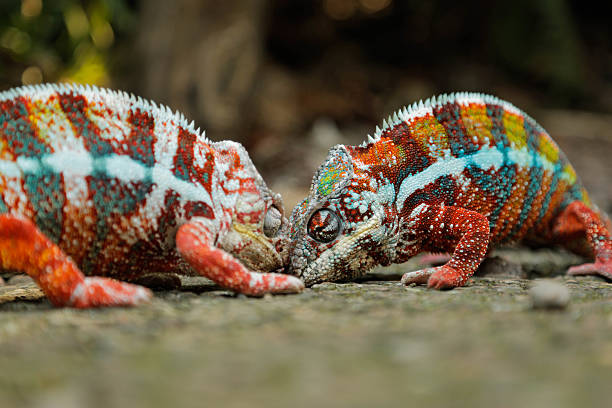 istock Two Male Chameleons are fighting 579416254