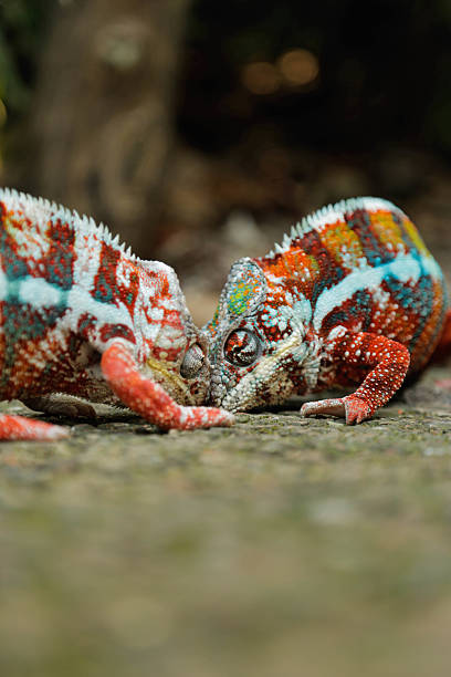 istock Two Male Chameleons are fighting 579416624