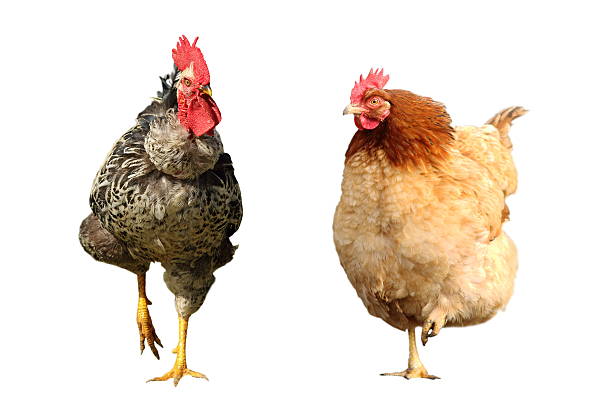 istock farm bird family 579416822