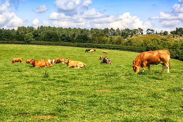 istock Cows grazing in a field in rural England 579417248