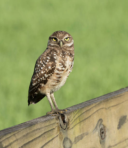 istock Burrowing Owl on Wood Fence 579417304