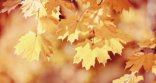 istock Branch with autumn maple leaves 579417462