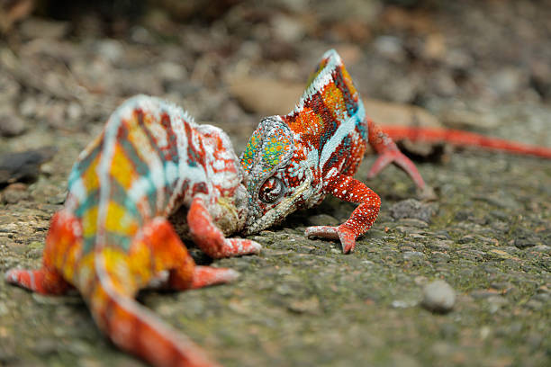 istock Two Male Chameleons are fighting 579417992