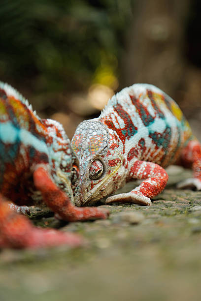 istock Tow Male Chameleons are fighting 579418326