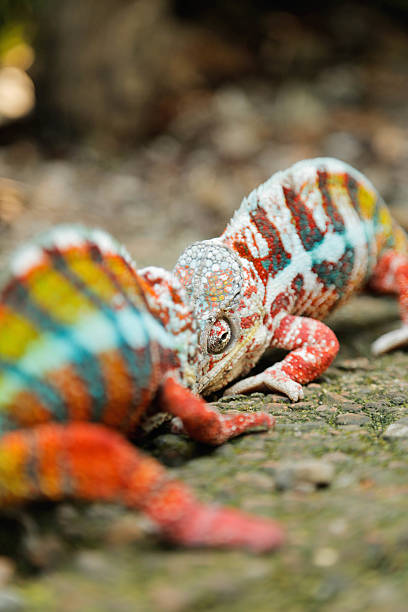 istock Two Male Chameleons are fighting 579419302