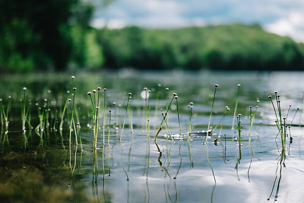 Fresh water plants over the lake macro 