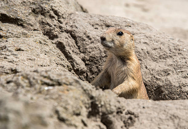 istock young prairie dog from hole in the ground 579420924