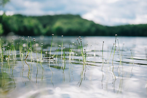 Fresh water plants over the lake macro 
