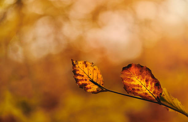 осенние листья на дереве с размытым фоном - autumn light leafes color image стоковые фото и изображения