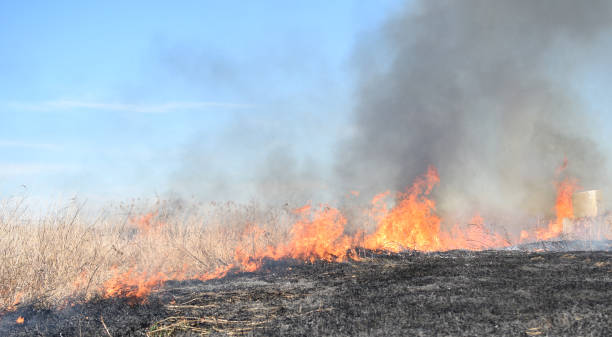 istock Burning dry grass and reeds 579426120