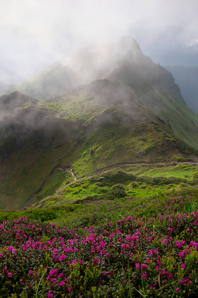 istock rhododendron in mountains Carpathians 579426168