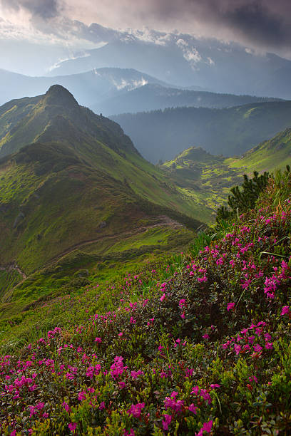 istock rhododendron in mountains Carpathians 579426290
