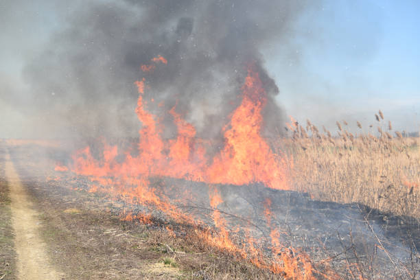 istock Burning dry grass and reeds 579426308