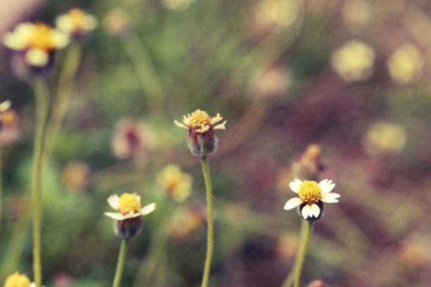 istock Blurred background image of wild flowers, vintage toned. 579426340