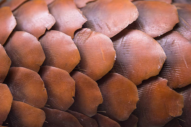 istock Pangolin skina, close up, macro 579427354