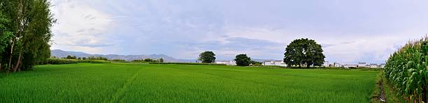 istock Rice Field Panorama in South China 579427464