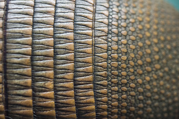 armadillos skin, close up, macro