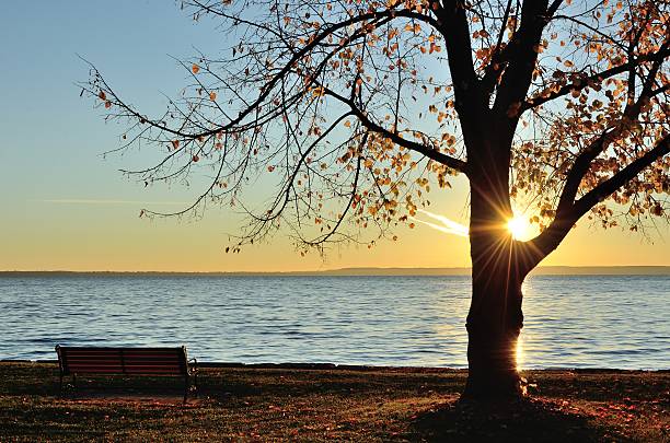 The Sun Shining Through a Single Tree on a Late Fall Morning