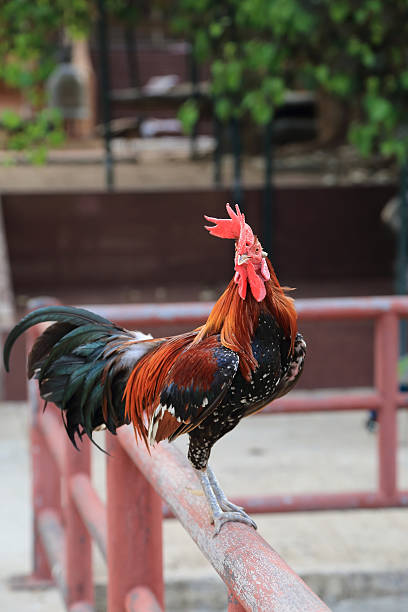 istock Colorful cock or rooster holding on rail, looking at camera. 579427856