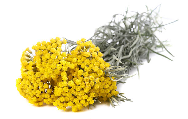 istock Yellow helichrysum flowers 579427922