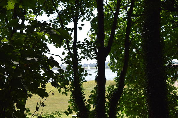 istock coastal sea view though the trees background framed 579428304