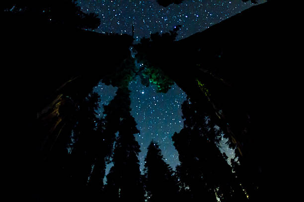 Photo of Night Sky above the big Sequoia trees