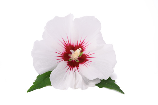 White hibiscus flower isolated on white background.