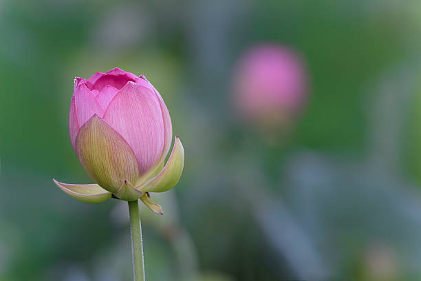 istock Single Lotus Flower Starting to Bloom 579429626
