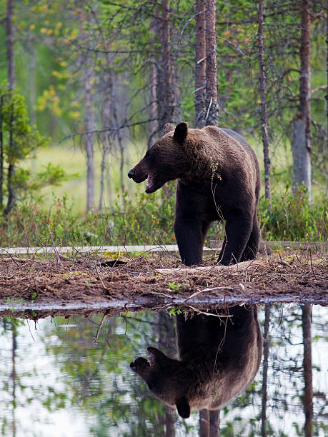 istock Brown Bear (Ursus arctos) reflected in Lake, Finland 579429658